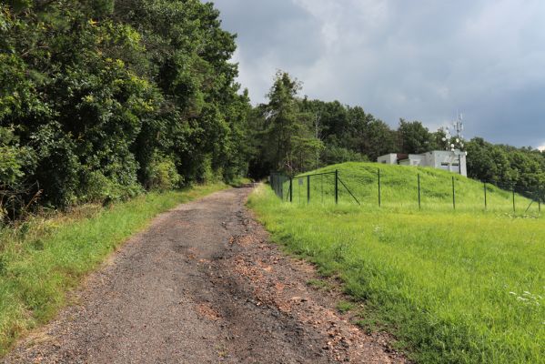 Ostřetín, 2.8.2021
Vinice - cesta u vodárny.
Mots-clés: Ostřetín Vinice Agriotes gallicus