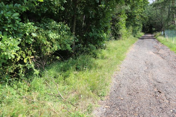 Ostřetín, 2.8.2021
Vinice - cesta u vodárny.
Schlüsselwörter: Ostřetín Vinice Agriotes gallicus