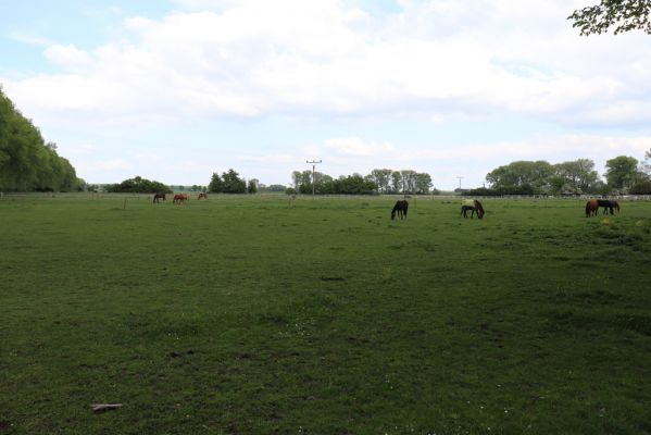 Nové Město, 17.5.2019
Ostrov, pastviny u hřebčína.
Schlüsselwörter: Nové Město Ostrov hřebčín