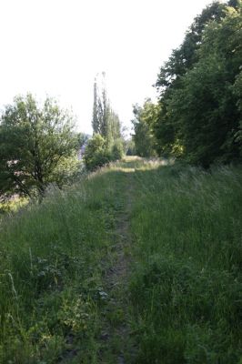 Ostrov, 30.5.2012
Zrušená železniční vlečka u Nádražní ulice. Biotop kovaříků Agrypnus murinus a Cidnopus pilosus.
Klíčová slova: Ostrov Agrypnus murinus Cidnopus pilosus