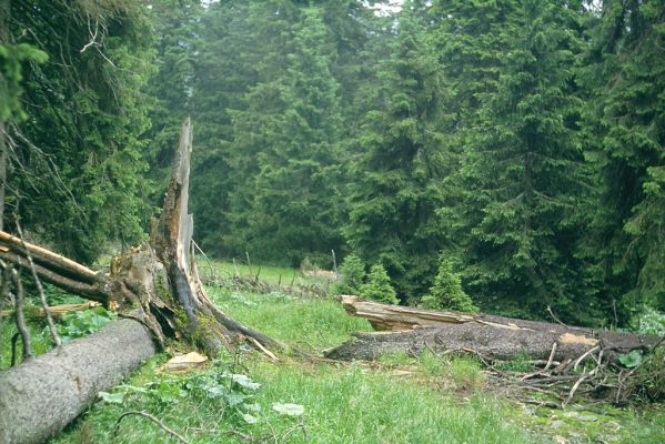 Malá Morávka, 11.7.2001
Pramenná oblast pod Ovčárnou.



Keywords: Malá Morávka Hrubý Jeseník Ovčárna Ampedus auripes