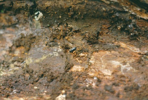 Malá Morávka, 11.7.2001
Pramenná oblast pod Ovčárnou. Kovařík Ampedus auripes v kukelní kolébce pod kůrou padého kmenu smrku.


Klíčová slova: Malá Morávka Hrubý Jeseník Ovčárna Ampedus auripes