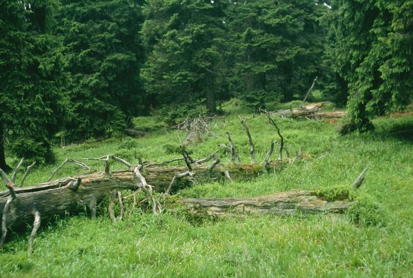 Malá Morávka, 11.7.2001
Pramenná oblast pod Ovčárnou.
Keywords: Malá Morávka Hrubý Jeseník Ovčárna Ampedus auripes