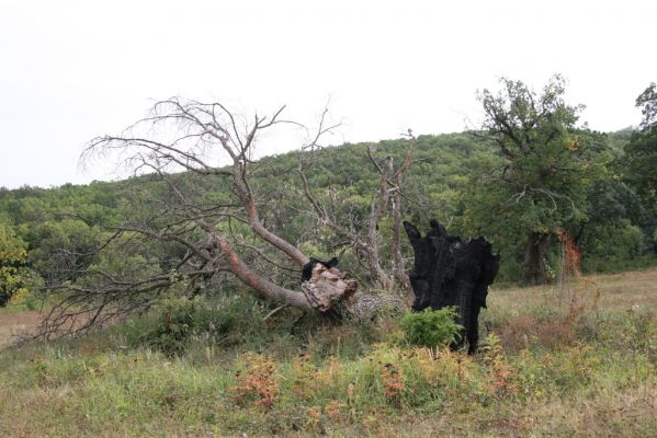 Padarovce, 29.9.2012
Pastevní les pod Panským lesem. Vyhořelý a rozlomený dub.


Klíčová slova: Padarovce pastevní les Panský les