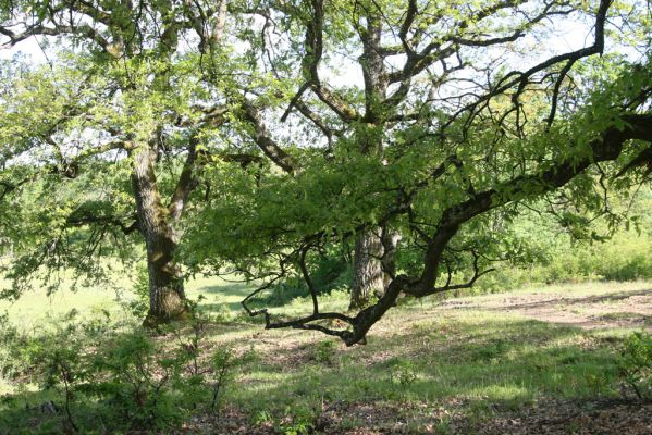 Padarovce, 7.5.2016
Pastevní les pod Panským lesem.
Klíčová slova: Padarovce Panský les pastevní les Brachygonus megerlei Prosternon tesselletum