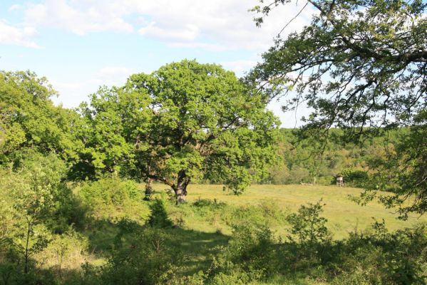 Padarovce, 7.5.2016
Pastevní les pod Panským lesem.
Schlüsselwörter: Padarovce Panský les pastevní les