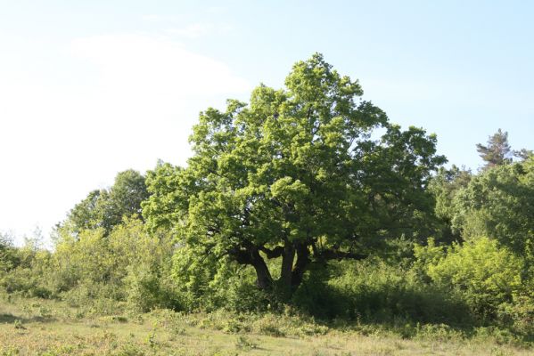 Padarovce, 7.5.2016
Pastevní les pod Panským lesem.
Mots-clés: Padarovce Panský les pastevní les