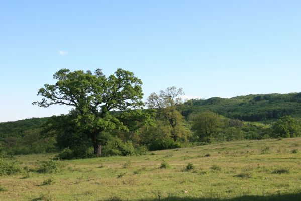 Padarovce, 7.5.2016
Pastevní les pod Panským lesem.
Schlüsselwörter: Padarovce Panský les pastevní les