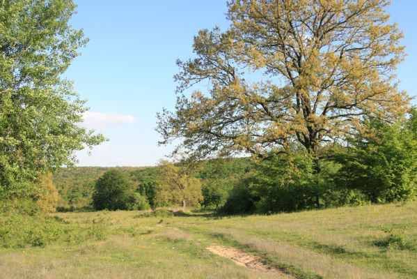 Padarovce, 7.5.2016
Pastevní les pod Panským lesem.
Schlüsselwörter: Padarovce Panský les pastevní les