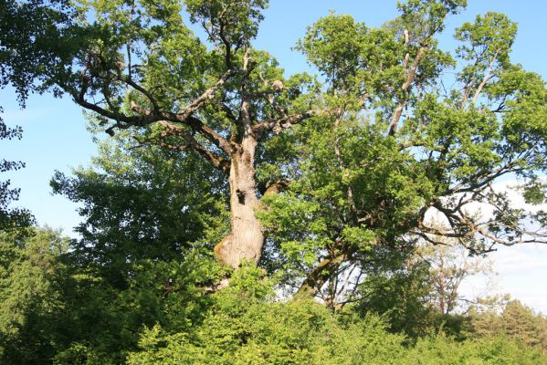 Padarovce, 7.5.2016
Pastevní les pod Panským lesem.
Klíčová slova: Padarovce Panský les pastevní les