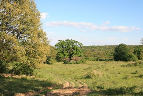 Padarovce, 7.5.2016
Pastevní les pod Panským lesem.
Schlüsselwörter: Padarovce Panský les pastevní les