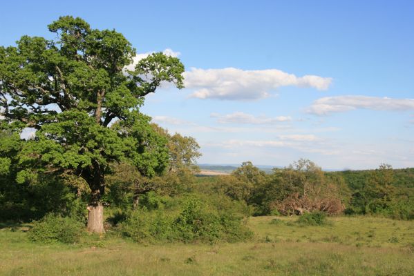 Padarovce, 7.5.2016
Pastevní les pod Panským lesem.
Keywords: Padarovce Panský les pastevní les