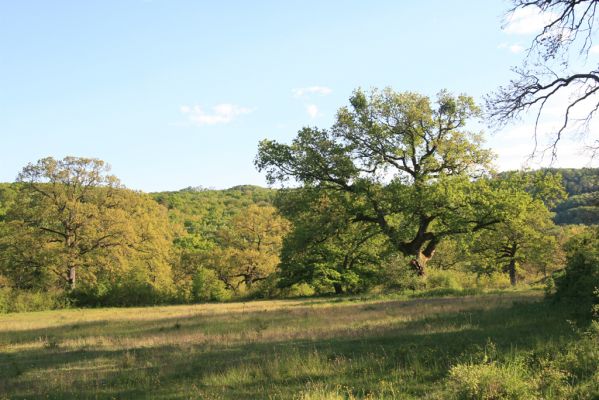 Padarovce, 7.5.2016
Pastevní les pod Panským lesem.
Klíčová slova: Padarovce Panský les pastevní les