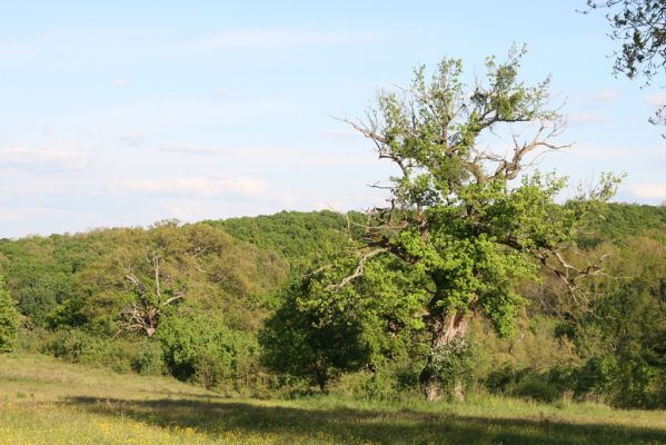 Padarovce, 7.5.2016
Pastevní les pod Panským lesem.
Klíčová slova: Padarovce Panský les pastevní les