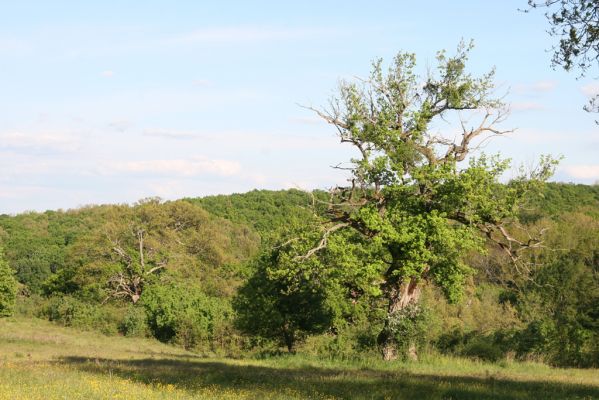 Padarovce, 7.5.2016
Pastevní les pod Panským lesem.
Keywords: Padarovce Panský les pastevní les