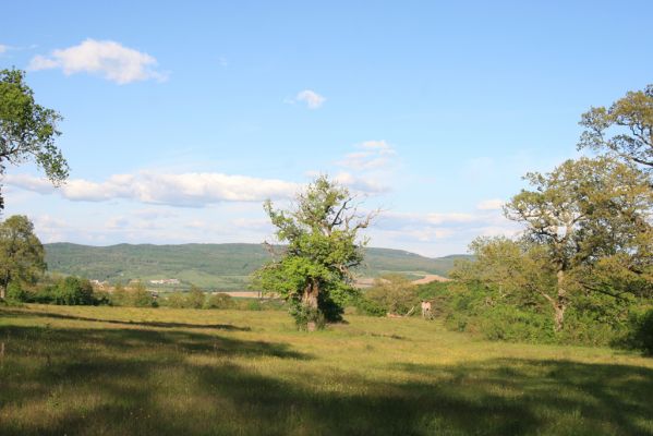 Padarovce, 7.5.2016
Pastevní les pod Panským lesem.
Klíčová slova: Padarovce Panský les pastevní les