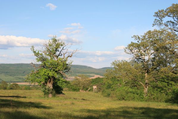 Padarovce, 7.5.2016
Pastevní les pod Panským lesem.
Klíčová slova: Padarovce Panský les pastevní les