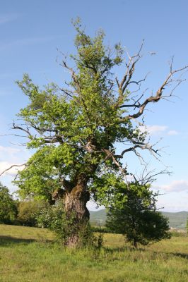 Padarovce, 7.5.2016
Pastevní les pod Panským lesem.
Klíčová slova: Padarovce Panský les pastevní les