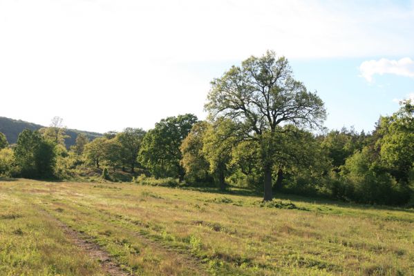Padarovce, 7.5.2016
Pastevní les pod Panským lesem.
Klíčová slova: Padarovce Panský les pastevní les