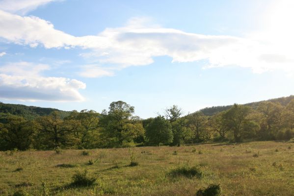 Padarovce, 7.5.2016
Pastevní les pod Panským lesem.
Klíčová slova: Padarovce Panský les pastevní les