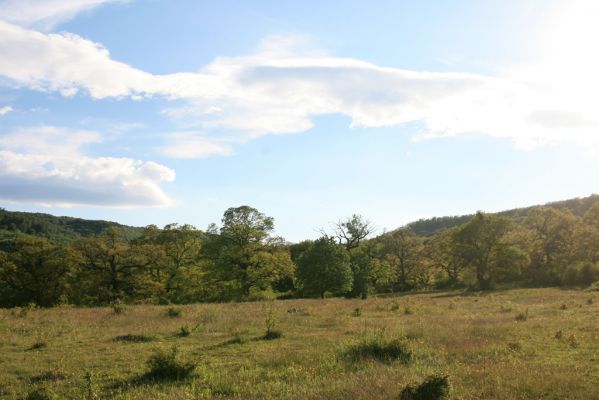 Padarovce, 7.5.2016
Pastevní les pod Panským lesem.
Schlüsselwörter: Padarovce Panský les pastevní les