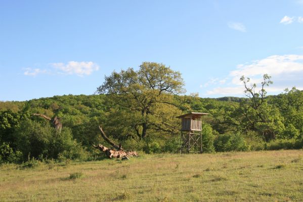 Padarovce, 7.5.2016
Pastevní les pod Panským lesem.
Klíčová slova: Padarovce Panský les pastevní les