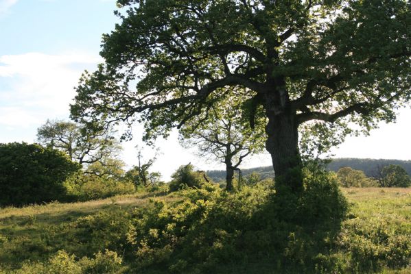 Padarovce, 7.5.2016
Pastevní les pod Panským lesem.
Mots-clés: Padarovce Panský les pastevní les