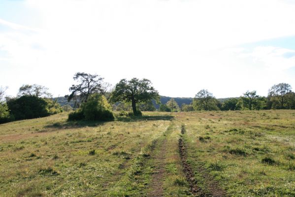 Padarovce, 7.5.2016
Pastevní les pod Panským lesem.
Keywords: Padarovce Panský les pastevní les
