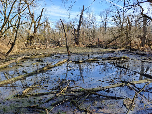 Milovice, 10.2.2024
Křivé jezero.
Mots-clés: Milovice Křivé jezero