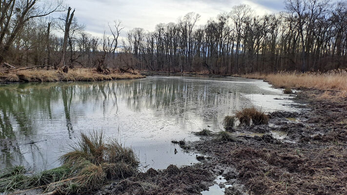 Nové Mlýny, 10.2.2024
Křivé jezero.
Keywords: Přítluky Nové Mlýny Křivé jezero