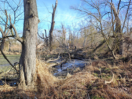 Milovice, 10.2.2024
Křivé jezero.
Mots-clés: Milovice Křivé jezero