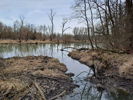 Nové Mlýny, 10.2.2024
Křivé jezero.
Mots-clés: Přítluky Nové Mlýny Křivé jezero