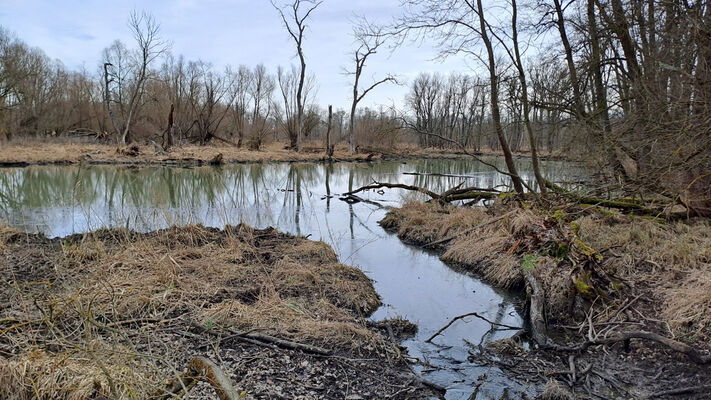 Nové Mlýny, 10.2.2024
Křivé jezero.
Klíčová slova: Přítluky Nové Mlýny Křivé jezero