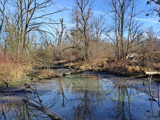 Milovice, 10.2.2024
Křivé jezero.
Schlüsselwörter: Milovice Křivé jezero