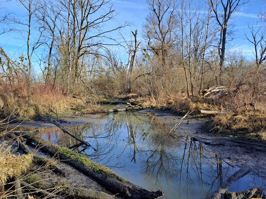 Milovice, 10.2.2024
Křivé jezero.
Schlüsselwörter: Milovice Křivé jezero