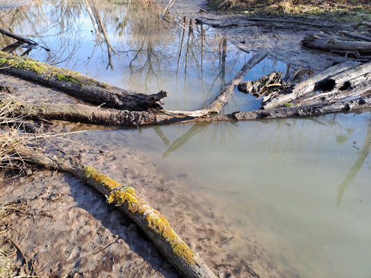 Milovice, 10.2.2024
Křivé jezero.
Mots-clés: Milovice Křivé jezero