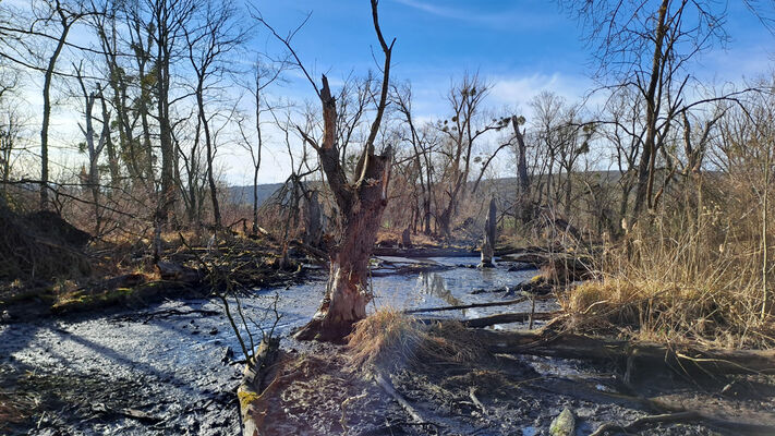 Milovice, 10.2.2024
Křivé jezero.
Schlüsselwörter: Milovice Křivé jezero