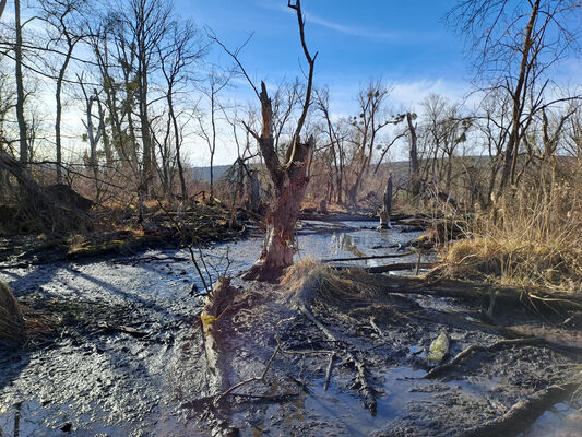 Milovice, 10.2.2024
Křivé jezero.
Klíčová slova: Milovice Křivé jezero