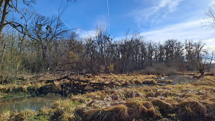 Nové Mlýny, 10.2.2024
Křivé jezero.
Keywords: Přítluky Nové Mlýny Křivé jezero