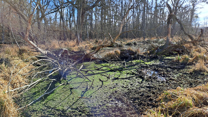 Nové Mlýny, 10.2.2024
Křivé jezero.
Mots-clés: Přítluky Nové Mlýny Křivé jezero