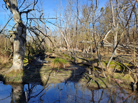 Nové Mlýny, 10.2.2024
Křivé jezero.
Mots-clés: Přítluky Nové Mlýny Křivé jezero