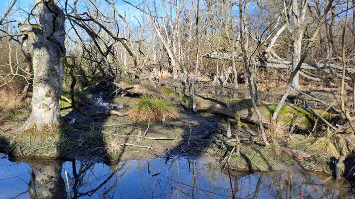 Nové Mlýny, 10.2.2024
Křivé jezero.
Keywords: Přítluky Nové Mlýny Křivé jezero