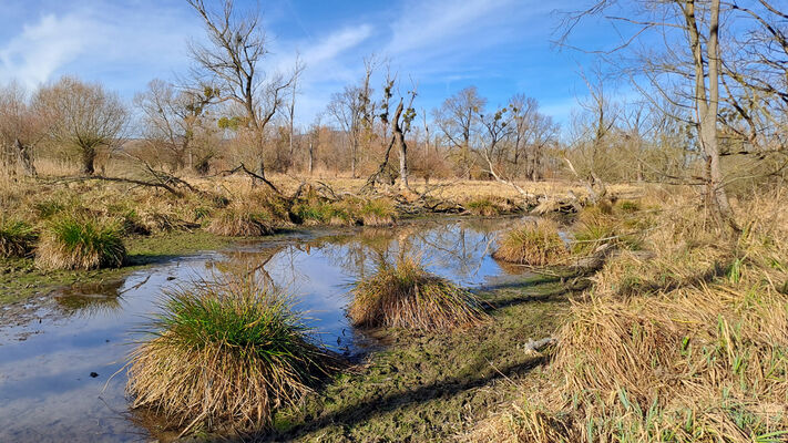 Nové Mlýny, 10.2.2024
Křivé jezero.
Mots-clés: Přítluky Nové Mlýny Křivé jezero