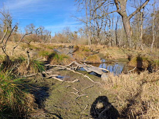 Nové Mlýny, 10.2.2024
Křivé jezero.
Keywords: Přítluky Nové Mlýny Křivé jezero