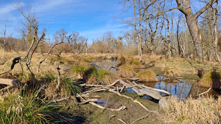 Nové Mlýny, 10.2.2024
Křivé jezero.
Keywords: Přítluky Nové Mlýny Křivé jezero