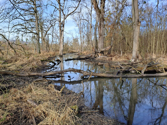 Nové Mlýny, 10.2.2024
Křivé jezero.
Klíčová slova: Přítluky Nové Mlýny Křivé jezero