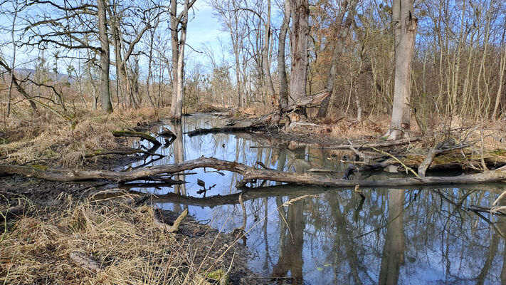 Nové Mlýny, 10.2.2024
Křivé jezero.
Keywords: Přítluky Nové Mlýny Křivé jezero