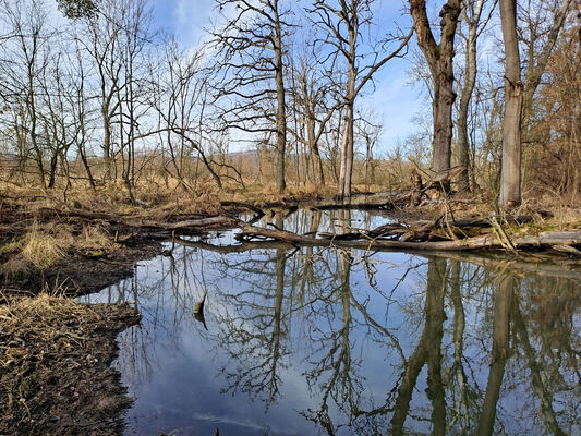 Nové Mlýny, 10.2.2024
Křivé jezero.
Mots-clés: Přítluky Nové Mlýny Křivé jezero