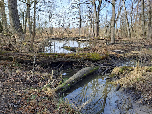 Nové Mlýny, 10.2.2024
Křivé jezero.
Mots-clés: Přítluky Nové Mlýny Křivé jezero