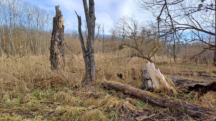 Nové Mlýny, 10.2.2024
Křivé jezero.
Mots-clés: Přítluky Nové Mlýny Křivé jezero